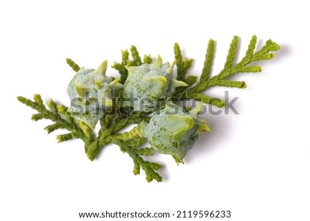 Chinese thuja with cones isolated on white Royalty-Free Stock Photo #2119596233