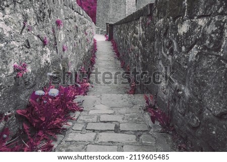 an old stone path between  two walls. fantasy scene. pink nature