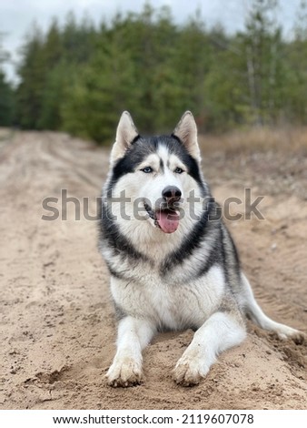 A wolf-colored Siberian Husky dog lies on a sandy road in the forest. vertical photo