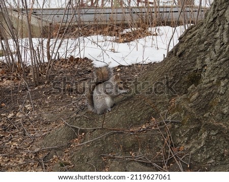 Squirrel in the snowy woods