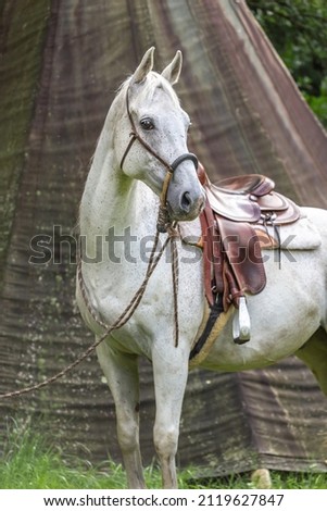 Portrait of a western themed white arabian horse outdoors