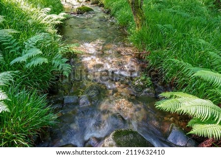 Close up of a small stream flowing in woodland