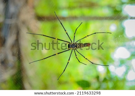 image of a spider in its web waiting for its prey