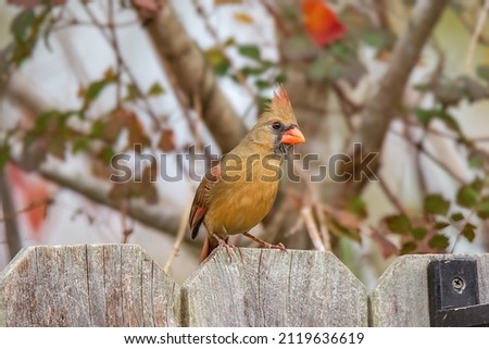 A female cardinal bird sitting on a wood fence and blurred big tree behind her. Royalty-Free Stock Photo #2119636619