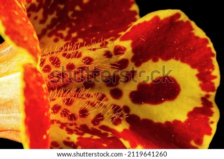 Closeup of red and yellow flower petals