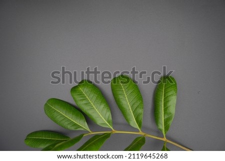 Beautiful leaves on the grey background.