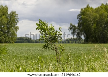 A small tree in the background of a green field and two large forests.
