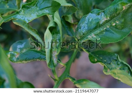Diseases in citrus trees. leaf curl disease. Fungal, Aphids on the lemon leaves. 