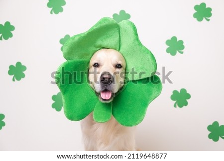 A dog in a leprechaun hat sits on a white background with green clovers. Golden Retriever on St. Patrick's Day