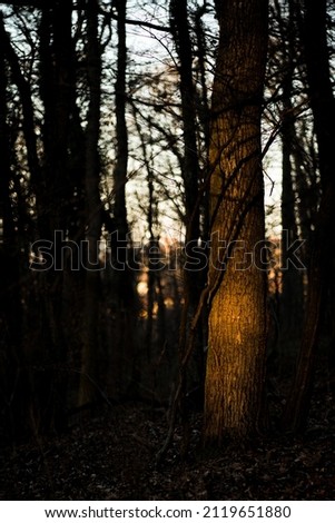 barren tree, sunshine in the wood
