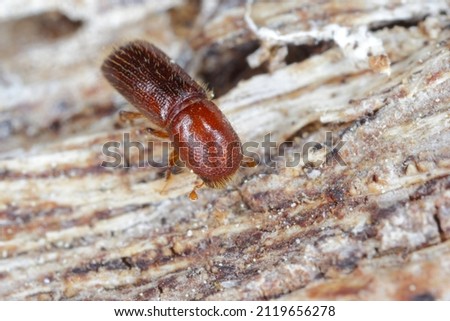 Ambrosia beetle, Xyleborus monographus on wood. High macro magnification. Royalty-Free Stock Photo #2119656278