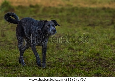  A BLACK AND GRAY DOG STARING INTENTLY WITH NICE EYES AND A BLURRY BACKGROUND AT THE MARYMOOR OFF LEASH DOG PARK IN REDMOND WASHINGTON