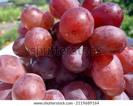 Bunch of burgundy grapes. Close-up (grade red globe). Healthy snack, summer berries. Winemaking, house wine.