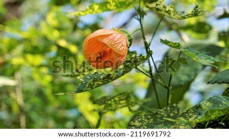 Abutilon pictum also known as Chinese lantern, Painted Indian mallow