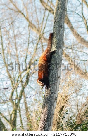 red panda climbs the tree