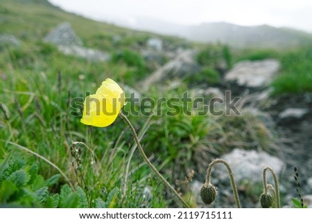 Poppies (Papaver nudicaule var. chinense or Papaver radicatum) bloom in the subnival zone of about 3000 a.s.l. Altai mountans, alpine flowers