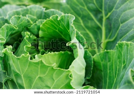 head of green cabbage in the garden with close up
