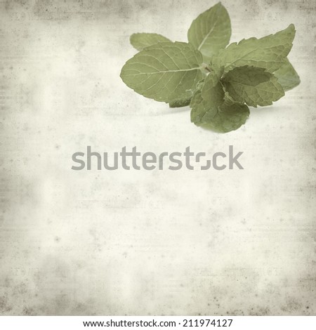 textured old paper background with mint
