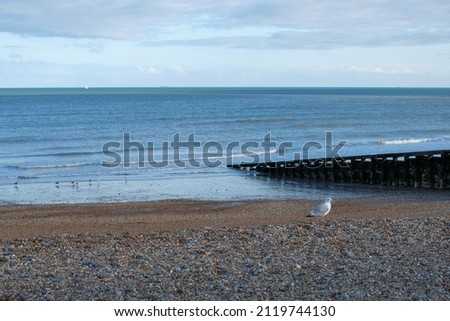 Seagull looking for something to eat on the beach during the sunset in Eastbourne, UK