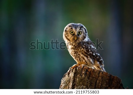 Owl at sunrise. Boreal owl, Aegolius funereus, perched on decayed trunk. Typical small owl with big yellow eyes in first morning sun rays. Animal known as Tengmalm's owl. Wildlife, waking up nature.