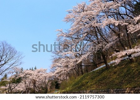 Scenery of cherry blossoms in Japan Scenery of cherry blossoms around Akiu Forest Sports Park Akiumachi, Taihaku-ku, Sendai City, Miyagi Prefecture, Japan Royalty-Free Stock Photo #2119757300