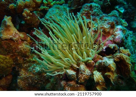 Underwater photo of a filter feeding anenome taken Bonaire Dutch Caribbean. Royalty-Free Stock Photo #2119757900