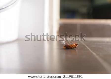 Dying and struggling cockroach lie on back or relax from pest killer on the toilet floor