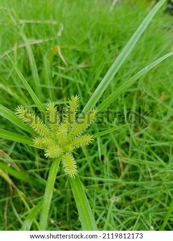 One of the cyperus grass of the family Cyperaceae