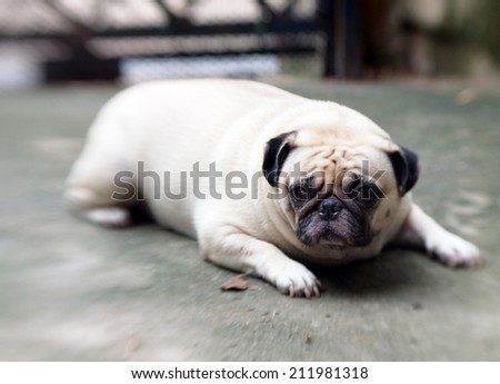 lovely white fat cute pug dog lying on the concrete floor outdoor making sad face under natural sunlight and nice green bokeh background, picture taken with Lensbaby