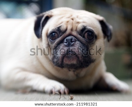lovely white fat cute pug face head shot close up lying on the concrete floor outdoor making sad face under natural sunlight and nice green bokeh background, picture taken with Lensbaby