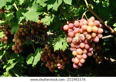 cluster of pink grape on the vine