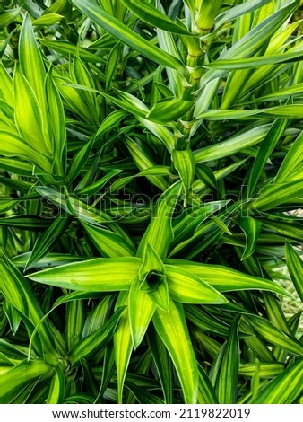 a picture of wild green grass in Indonesia