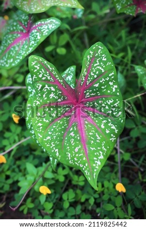 Close up image of caladium bicolor leaf aka Heart of Jesus 
