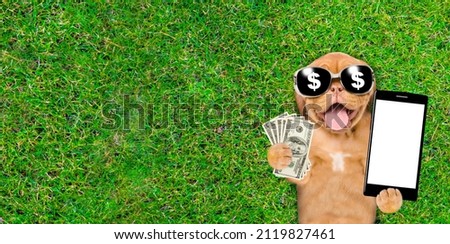 Happy Mastiff puppy wearing sunglasses lying on green summer grass, holds dollars usa and shows empty screen of smartphone. Top down view. Empty space for text