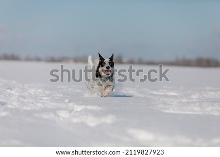 Dog having fun in winter snow. Puppy running in the snow. Australian cattle dog breed. Blue heeler dog in winter.
