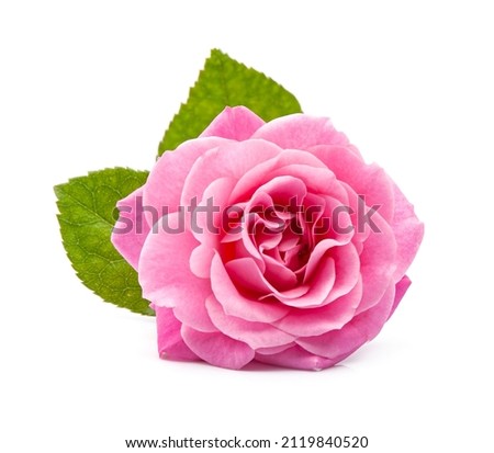 Single pink rose on white backgrounds.