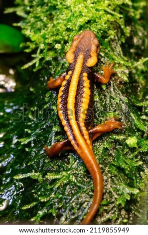 Mandarin Newt ( Tylototriton shanjing.
 This salamander is a highly toxic newt, native to China. The coloring allows these newts to swim in open water during the day, because their pattern is very sim