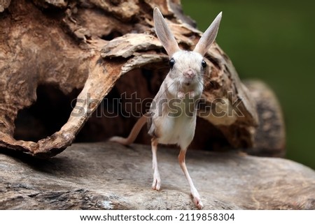 The Long-eared Jerboa (Euchoreutes naso) is a mouse like rodent with a long tail, long hind legs for jumping, and large ears.