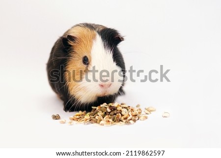 Guinea pig eats grain and feed