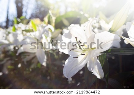 White lilly flower garden with morning day light, nature background, spring and summer season Royalty-Free Stock Photo #2119864472