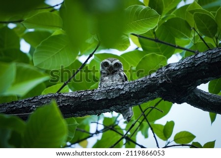 i found Spotted owl in nature on the way to my office. it was really amazing. i liked the baby owl, when i took the picture i was seriously looking me and i affraid a lot but it was really a good day
