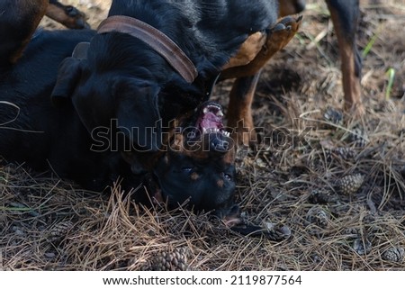 Two big black dogs playing on dry grass. The male Rottweiler wrestles the female and holds her by the neck. Pets. Blurred motion, defocus, noise, grain effect. Selective Focus.
