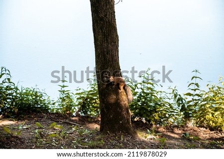 A Squirrel On A Tree Trunk Looks In The Park