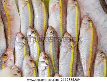 Fish barabula raw sultanka with yellow stripe small-toothed, lot of bulk on ice, selective focus.