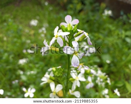Micro pic of beautiful flower 