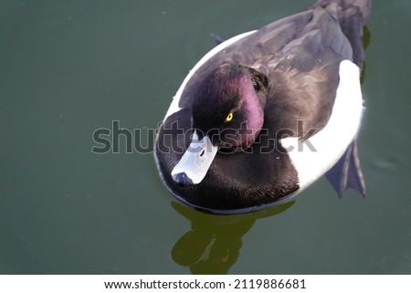tufted duck is in the sea