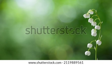 Lily of the valley or Convallaria flower closeup on blurred green background. Beautiful Wide Angle Nature Spring Wallpaper. Panoramic Floral header Web banner with copy space for text Royalty-Free Stock Photo #2119889561