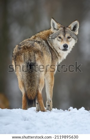 Gray wolf, Canis lupus in the winter forest. Wolf in the nature habitat
