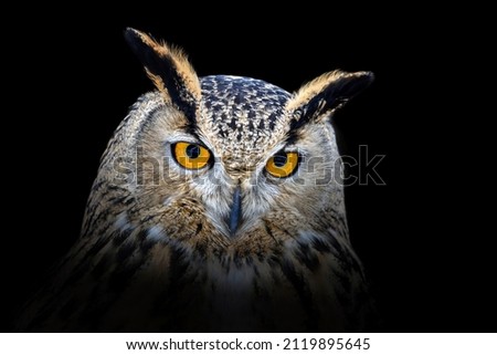 Owl looking big eyes out of the darkness close up