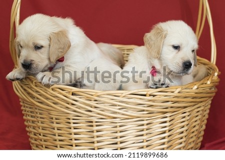 golden retriever puppies in basket